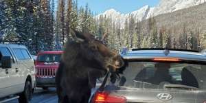 Heboh Rusa Raksasa Jilati Mobil di Jalanan