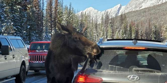 Heboh Rusa Raksasa Jilati Mobil di Jalanan
