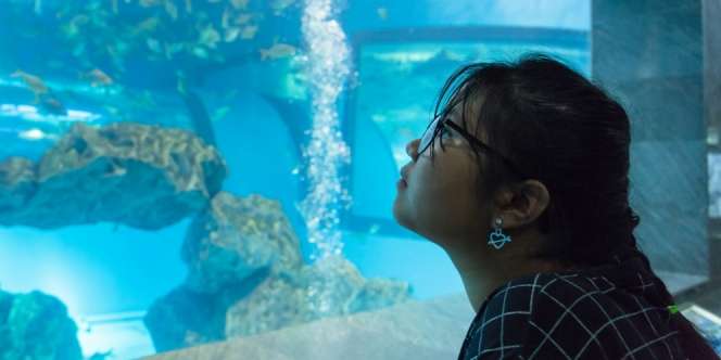 5 Manfaat Memelihara Ikan Hias Bagi Kesehatan Fisik dan Psikis