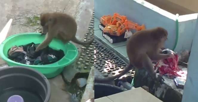 Viral Video Monyet Ikut Bantu Cuci Pakaian Emak-emak di Kalimantan