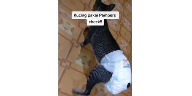 Viral Video Kucing Pakai Pampers Karena Diare, Cara Berjalannya Jadi Kocak