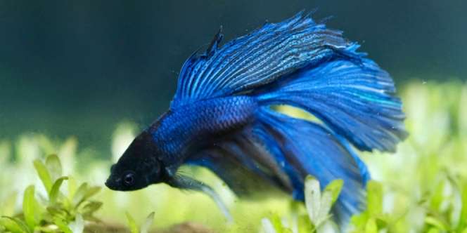 Demi Hobi, Pria Rela Tukar Emas dengan Ikan Cupang