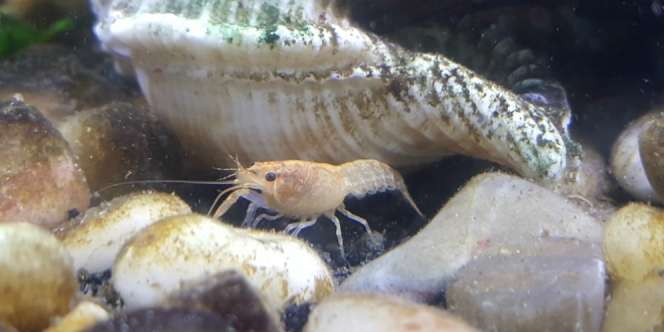 Potensi Ekspor Menggiurkan, Berapa Harga Bibit Lobster?
