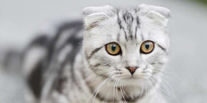 Buat Malu Pemilik, Kucing Peliharaan Curi Pakaian Dalam Tetangga ke Rumah
