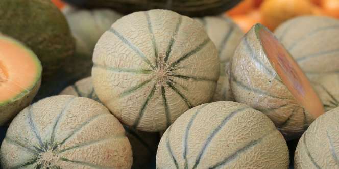 Charentais Manis dari Prancis, Si Melon Terbaik di Dunia