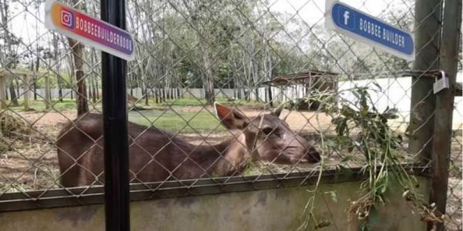 Pensiunan Jenderal Polisi Punya Kebun Unik, Ada Kebun Binatangnya