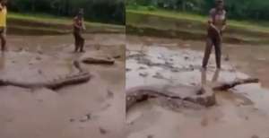Geger Ular Piton Sebesar Pohon Kelapa di Petak Sawah di Sumatra Barat