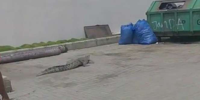 Viral Video Buaya Santai Jalan-jalan di Area Mall