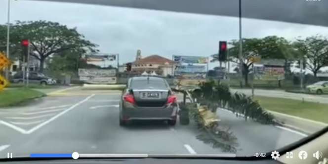 Tembus Jendela Penumpang, Sedan `Disiksa` Angkut Sebatang Pohon Pisang Utuh