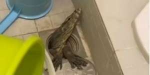 Bikin Parno, Viral Video Biawak Muncu di Saluran WC Saat Musim Hujan