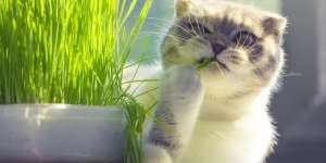 Kenapa Sih Kucing Suka Makan Rumput?