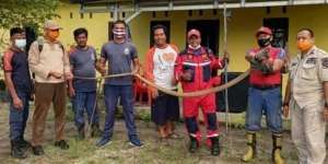 Ngeri! Ular King Kobra 3 Meter `Ngumpet` di Bawah Kasur Warga di Belitung