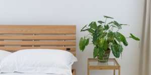 4 Alasan Tanaman Hias Philodendron Sangat Digemari