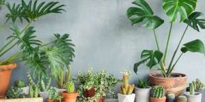 Monstera dan Philodendron, Serupa Tapi Tak Sama