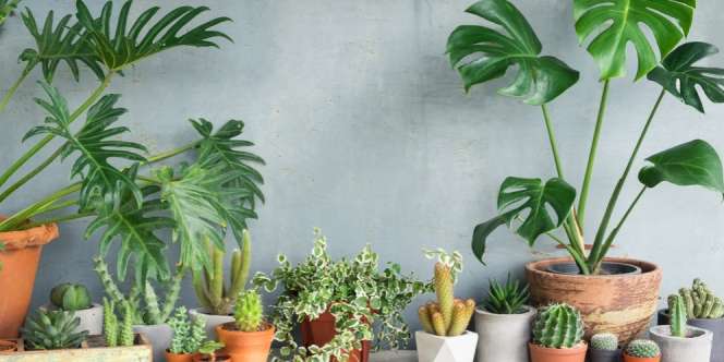 Monstera dan Philodendron, Serupa Tapi Tak Sama