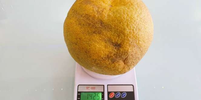 Heboh Jeruk Raksasa, Beratnya Sampai 1,425 Kg