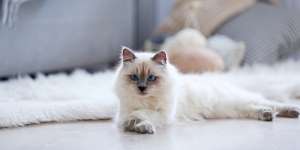 20 Nama Populer untuk Kucing di Tahun 2020