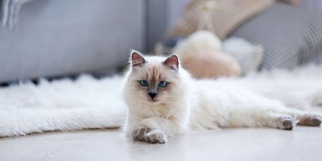 20 Nama Populer untuk Kucing di Tahun 2020