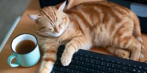 Tahukah Kamu Kenapa Posisi Tidur Kucing Itu Lucu-Lucu?