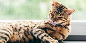 Jangan Sepelekan Scabies pada Kucing, Kenali Gejala dan Cara Mengobatinya