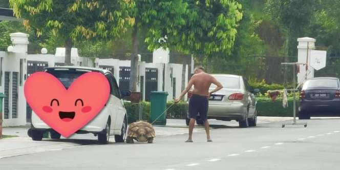 Viral Pria Jalan-Jalan dengan Kura-Kura, Berangkat Subuh Pulang Maghrib