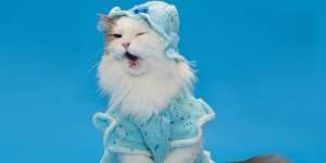 Tahun Baru, Saatnya Makeover Kucing Kesayangan dengan Kostum Super Lucu