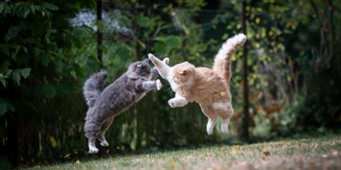 Terusik Perkelahian Kucing? Begini Solusi Tepat Kembalikan Ketenangan Rumahmu