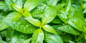 Lebih Murah, Thailand Pakai Obat Herbal Tangani Pasien Covid-19