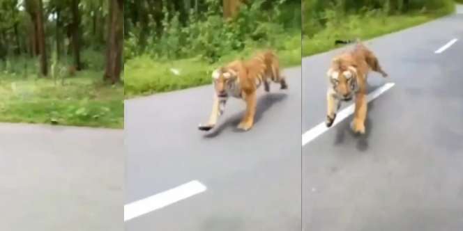 Momen Mendebarkan Biker Dikejar Harimau