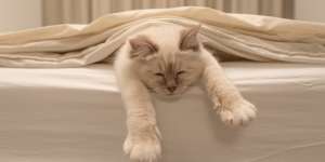 Cara Membersihkan Sprei yang Terkena Pipis Kucing