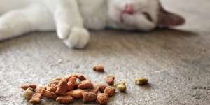 Kenali Bahan-Bahannya, Jangan Sampai Salah Pilih Makanan Kucing Halal