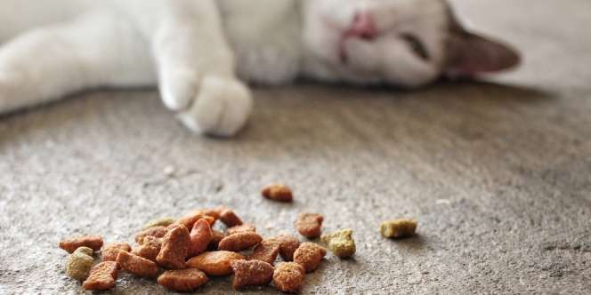 Kenali Bahan-Bahannya, Jangan Sampai Salah Pilih Makanan Kucing Halal
