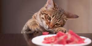 Jenis Daging Ikan yang Membantu Pertumbuhan Bulu Kucing