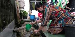 Kisah Sedih di Balik Keluarga di Bogor Pelihara Buaya Bak Kucing Selama 21 Tahun