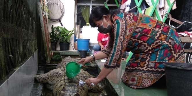 Kisah Sedih di Balik Keluarga di Bogor Pelihara Buaya Bak Kucing Selama 21 Tahun