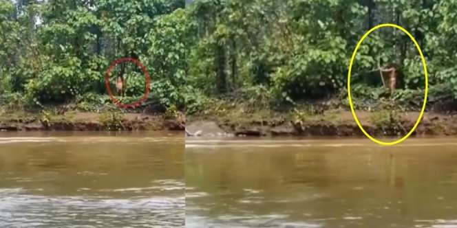 Ngeri, Video Detik-detik Warga Dipanah Suku Togutil di Pedalaman Maluku Utara