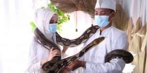 Pecinta Reptil di Bogor Nikah, Maskawin Ular Piton Satu Meter