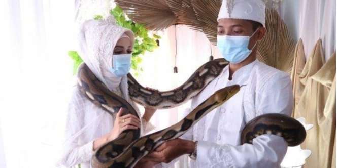 Pecinta Reptil di Bogor Nikah, Maskawin Ular Piton Satu Meter