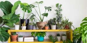 Trik Memilih Ukuran Pot Sesuai Kebutuhan Tanaman