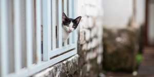 Apa Kabar Dunia? 9 Gambar Kucing Lucu ini Tepat Gambarkan Kegundahanmu