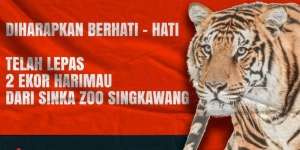 2 Ekor Harimau Kebun Binatang di Singkawang Lepas, Warga Diimbau Waspada