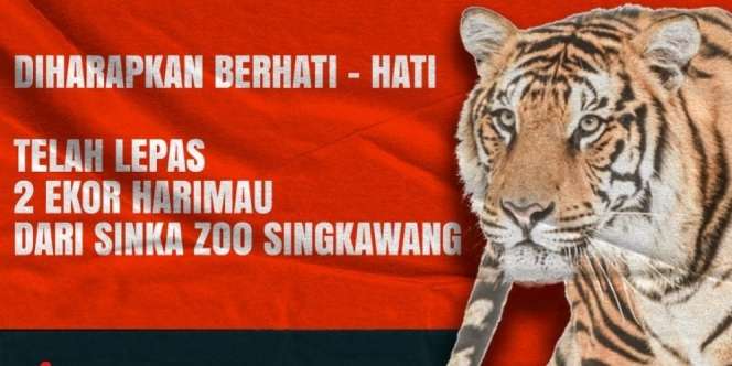 2 Ekor Harimau Kebun Binatang di Singkawang Lepas, Warga Diimbau Waspada
