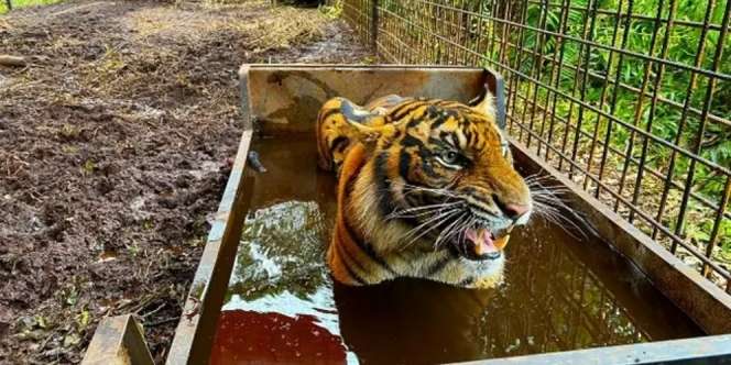 Detik-Detik Mencekam 2 Harimau Kabur di Singkawang dan Penyebab Lolos Kandang