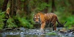 Pawang Tewas Saat Berusaha Tangkap Harimau Lepas di Kebun Binatang Singkawang
