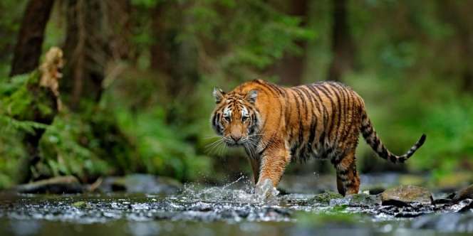 Pawang Tewas Saat Berusaha Tangkap Harimau Lepas di Kebun Binatang Singkawang