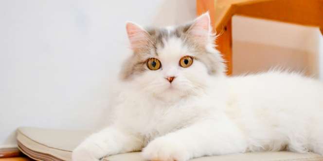 Kadang Bikin Kesal, Ini 5 Hal yang Malah Disukai Kucing