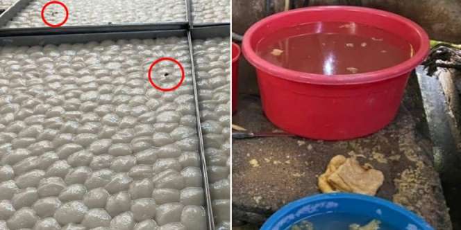 Jijik Banget! Sudah Beroperasi 50 Tahun, Pabrik Makanan Ini Ternyata Penuh Tikus