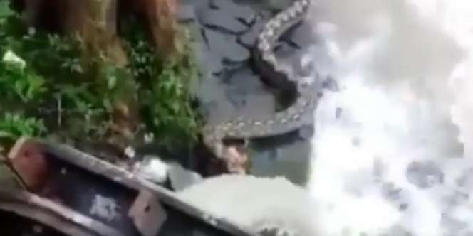 Banjir Jakarta, Geger Penampakan Ular Piton Besar di Gorong-gorong