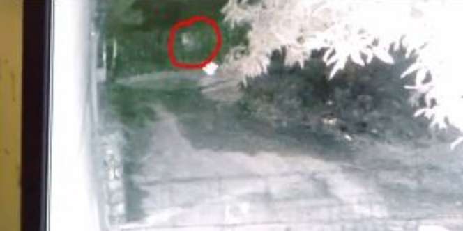 Anjing Terus-terusan Menggonggong, CCTV Rekam Penampakan Bayangan Putih