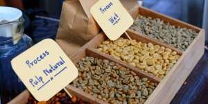 Bukan Cuma dari Luwak, Ada Juga Kopi Mahal dari Kotoran Burung